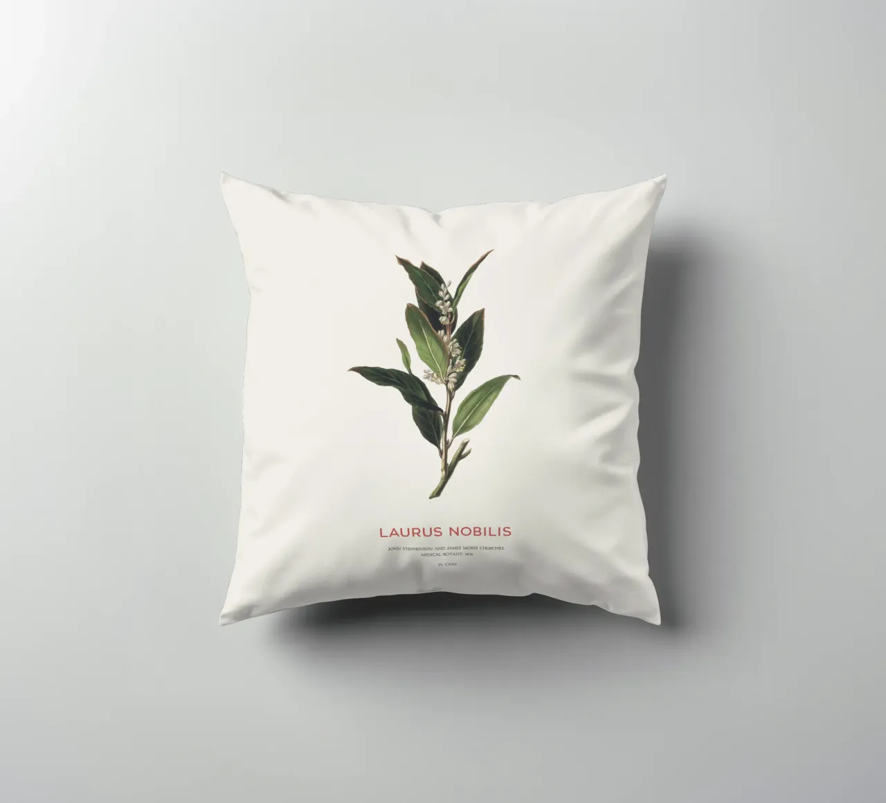 Alloro greco o Laurus Nobilis cuscino da Vintagrafica