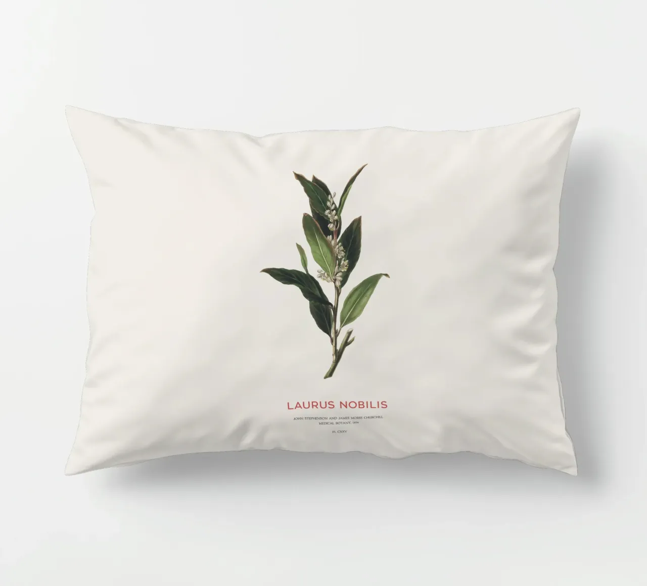 Alloro greco o Laurus Nobilis cuscino da Vintagrafica
