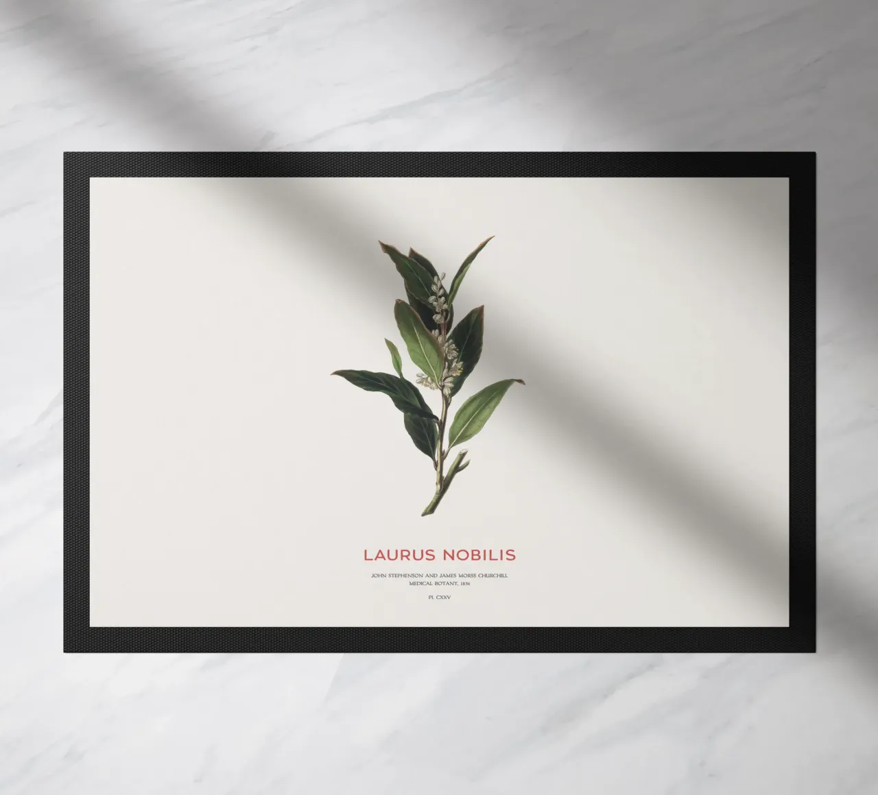 Alloro greco o Laurus Nobilis zerbino da Vintagrafica
