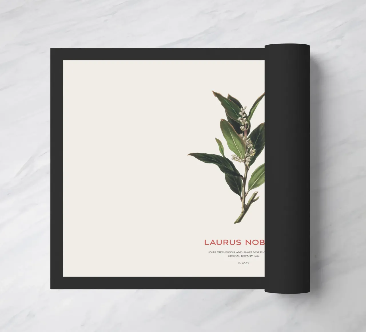 Alloro greco o Laurus Nobilis zerbino da Vintagrafica