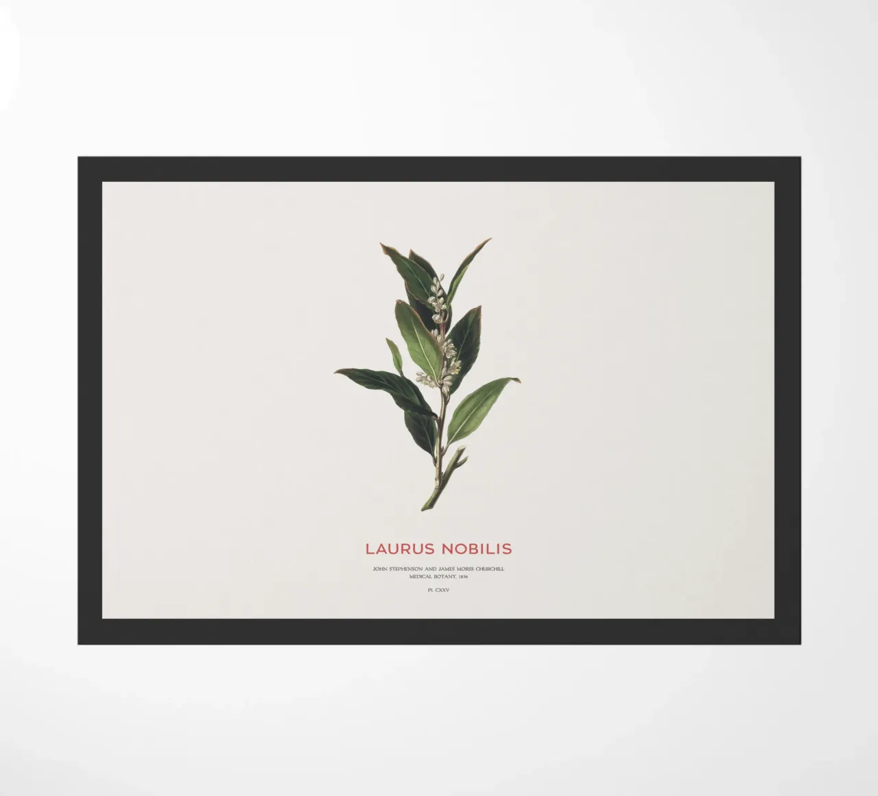 Alloro greco o Laurus Nobilis zerbino da Vintagrafica