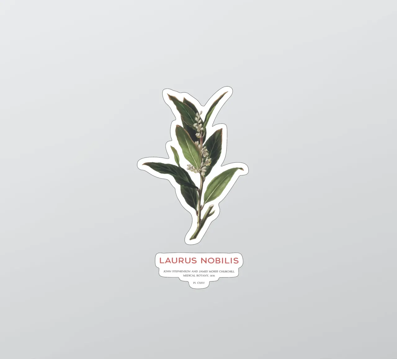 Laurier of Laurus Nobilis sticker van Vintagrafica