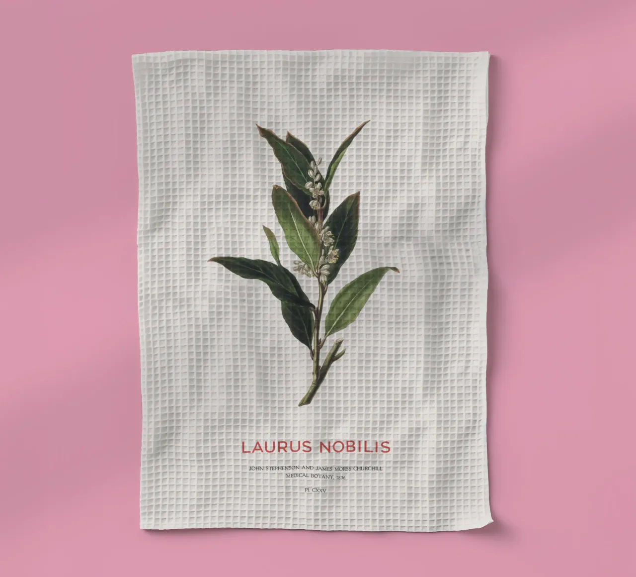 Alloro greco o Laurus Nobilis canovaccio da cucina da Vintagrafica