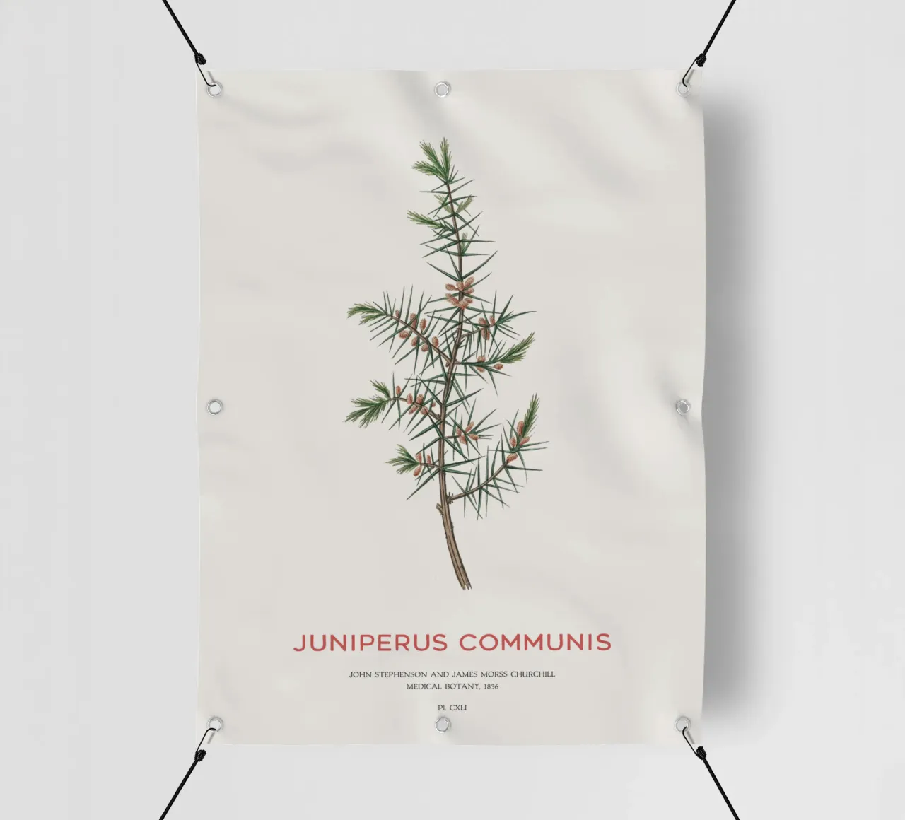 Ginepro o Juniperus Communis telo in pvc da Vintagrafica