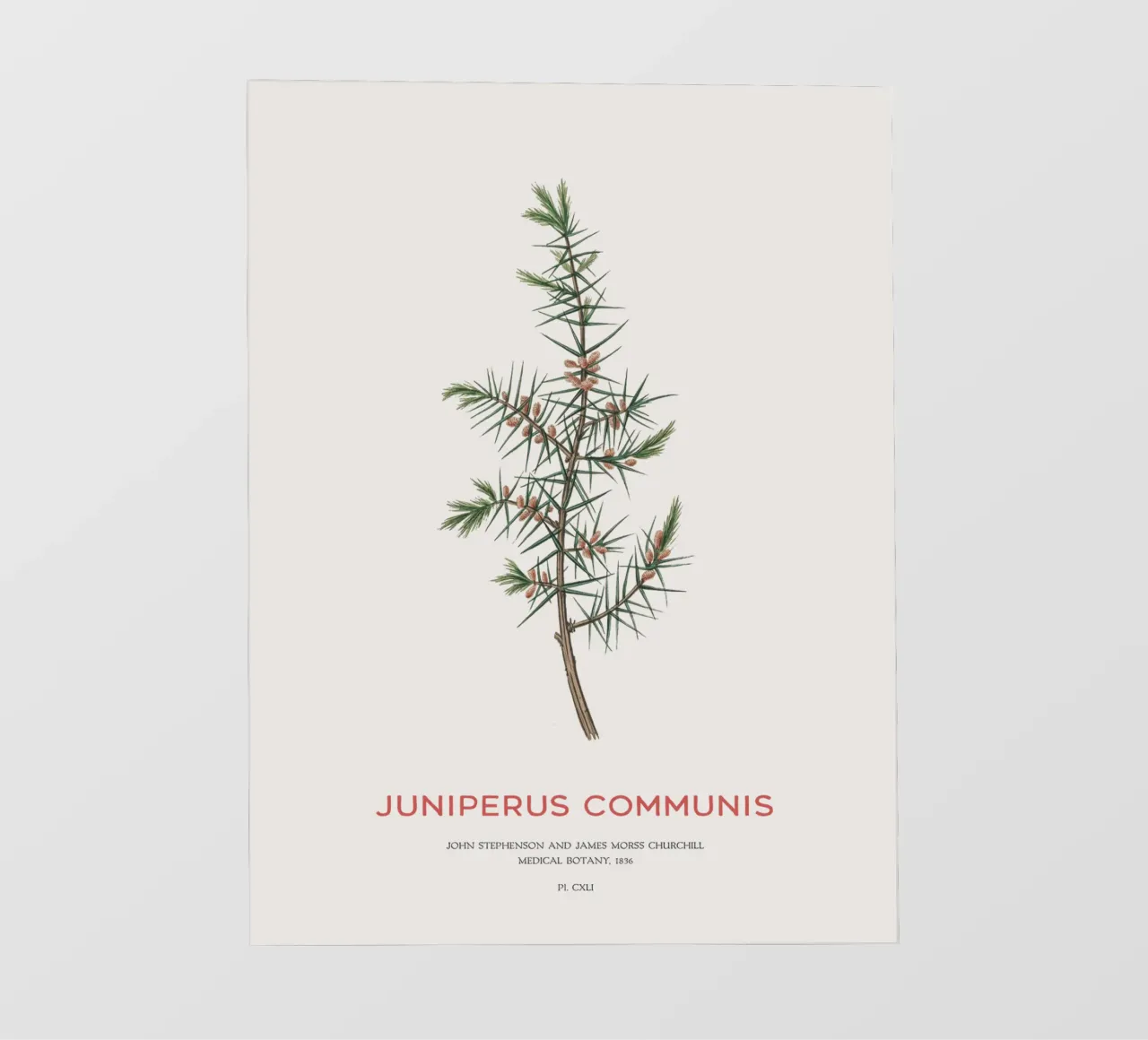 Ginepro o Juniperus Communis telo in pvc da Vintagrafica