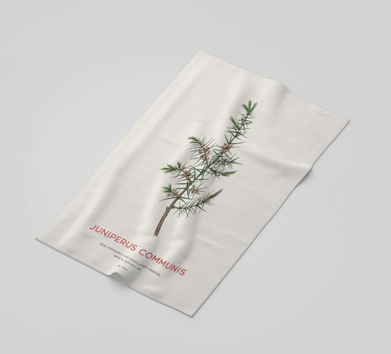 Ginepro o Juniperus Communis telo mare da Vintagrafica
