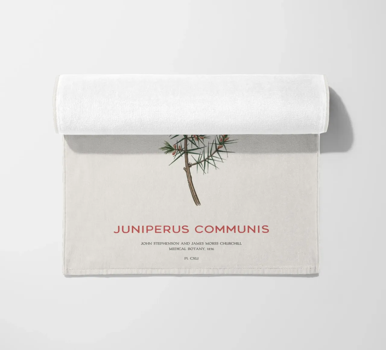 Ginepro o Juniperus Communis telo mare da Vintagrafica