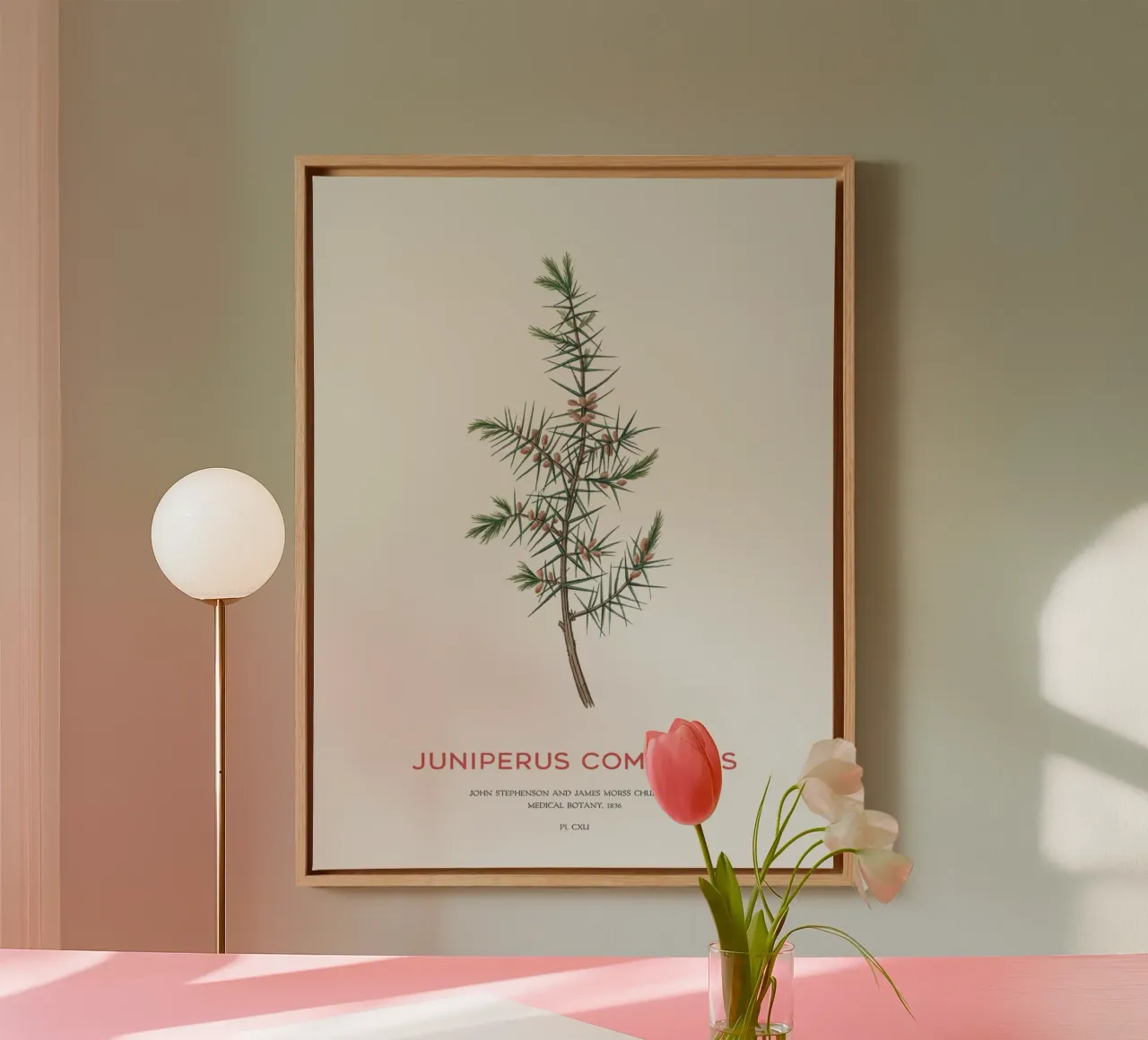 Wacholder oder Juniperus Communis Leinwand mit Schattenfugenrahmen von Vintagrafica