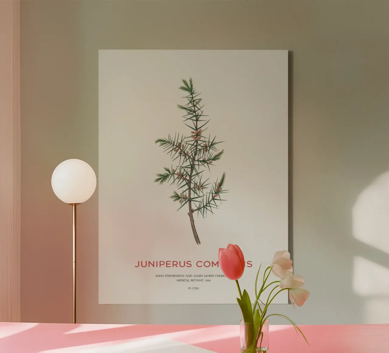 Wacholder oder Juniperus Communis Leinwand mit Schattenfugenrahmen von Vintagrafica