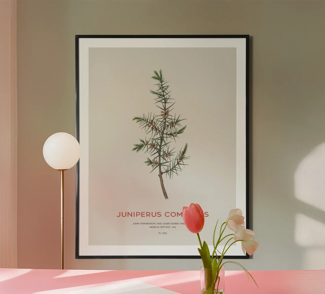 Wacholder oder Juniperus Communis Hahnemühle von Vintagrafica