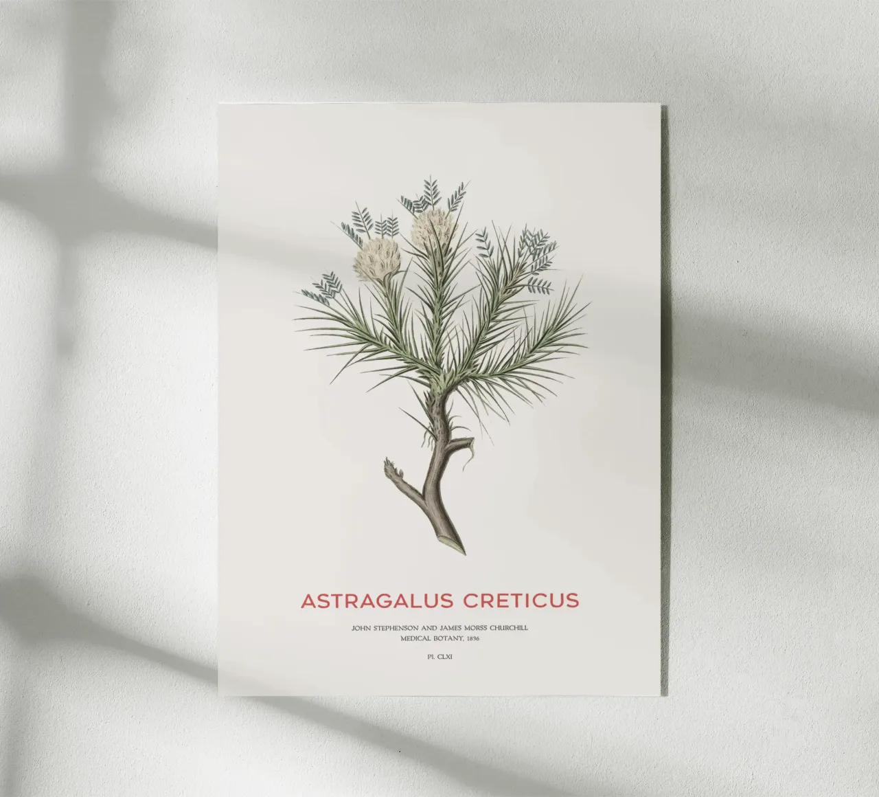 Arbusto deciduo Astragalus Creticus plexiglass da Vintagrafica