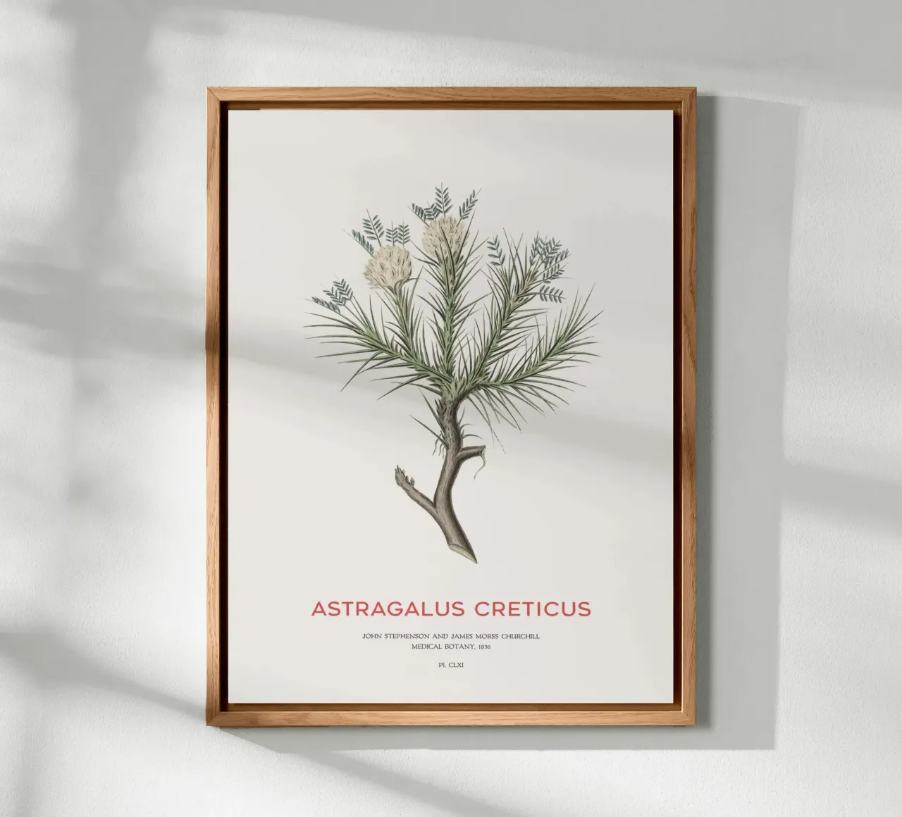 Arbusto deciduo Astragalus Creticus alluminio dibond da Vintagrafica