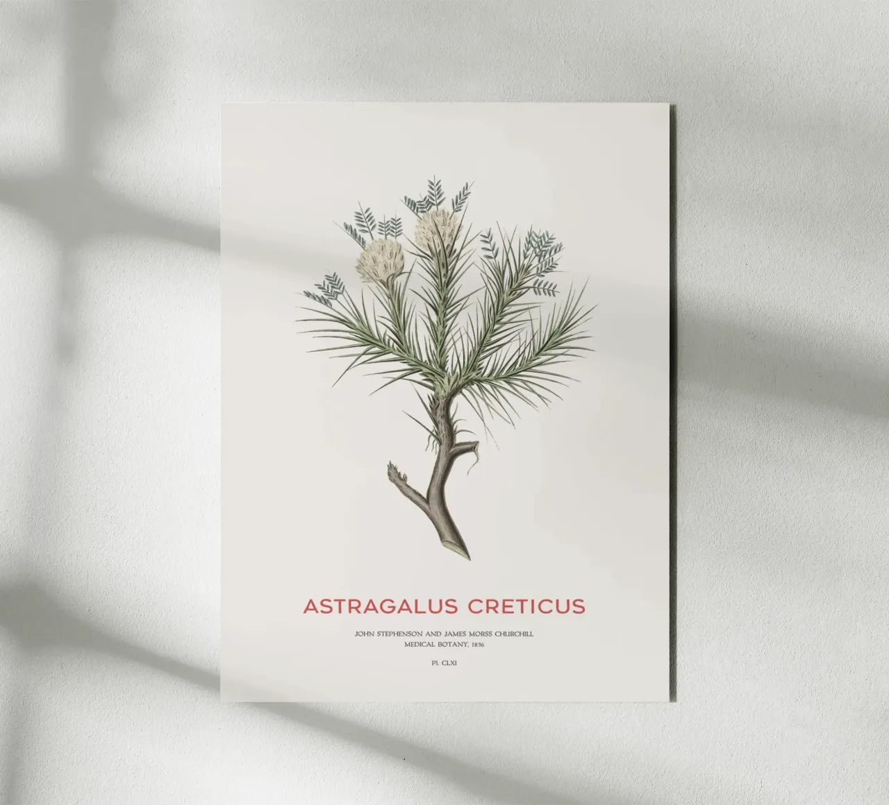 Arbusto deciduo Astragalus Creticus alluminio dibond da Vintagrafica