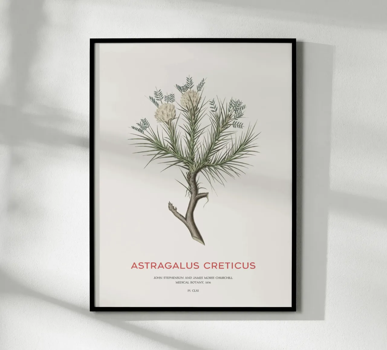 Arbusto deciduo Astragalus Creticus carta hahnemühle da Vintagrafica