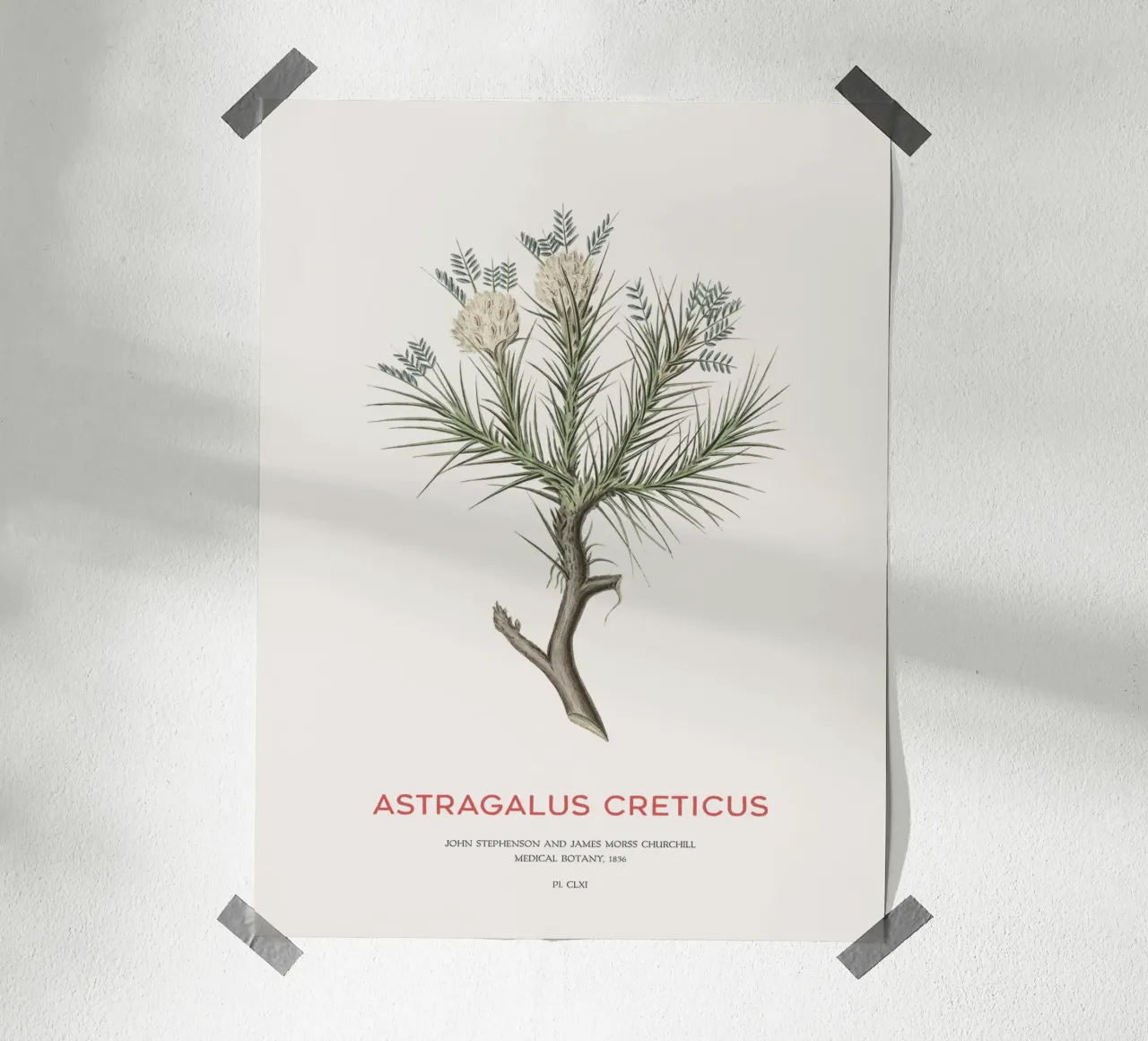 Arbusto deciduo Astragalus Creticus carta hahnemühle da Vintagrafica