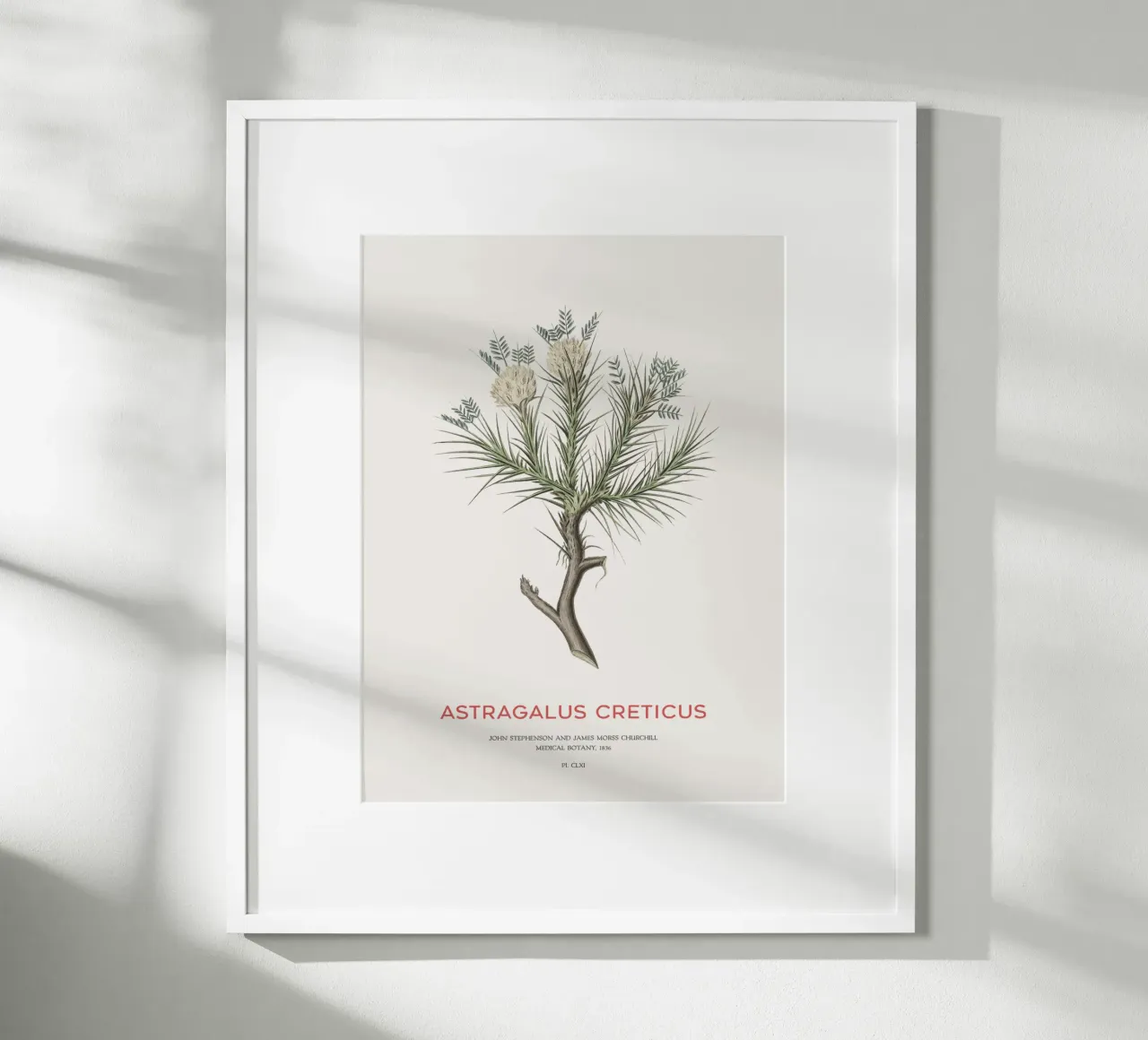 Arbusto deciduo Astragalus Creticus carta hahnemühle da Vintagrafica