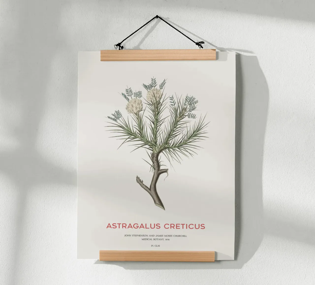 Arbusto deciduo Astragalus Creticus carta hahnemühle da Vintagrafica