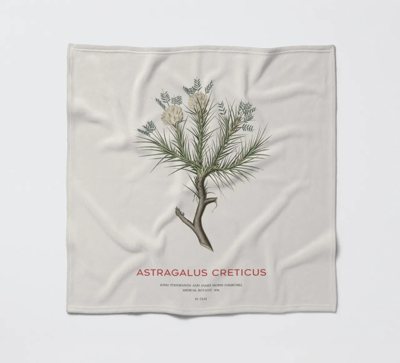 Arbusto deciduo Astragalus Creticus coperta in pile da Vintagrafica