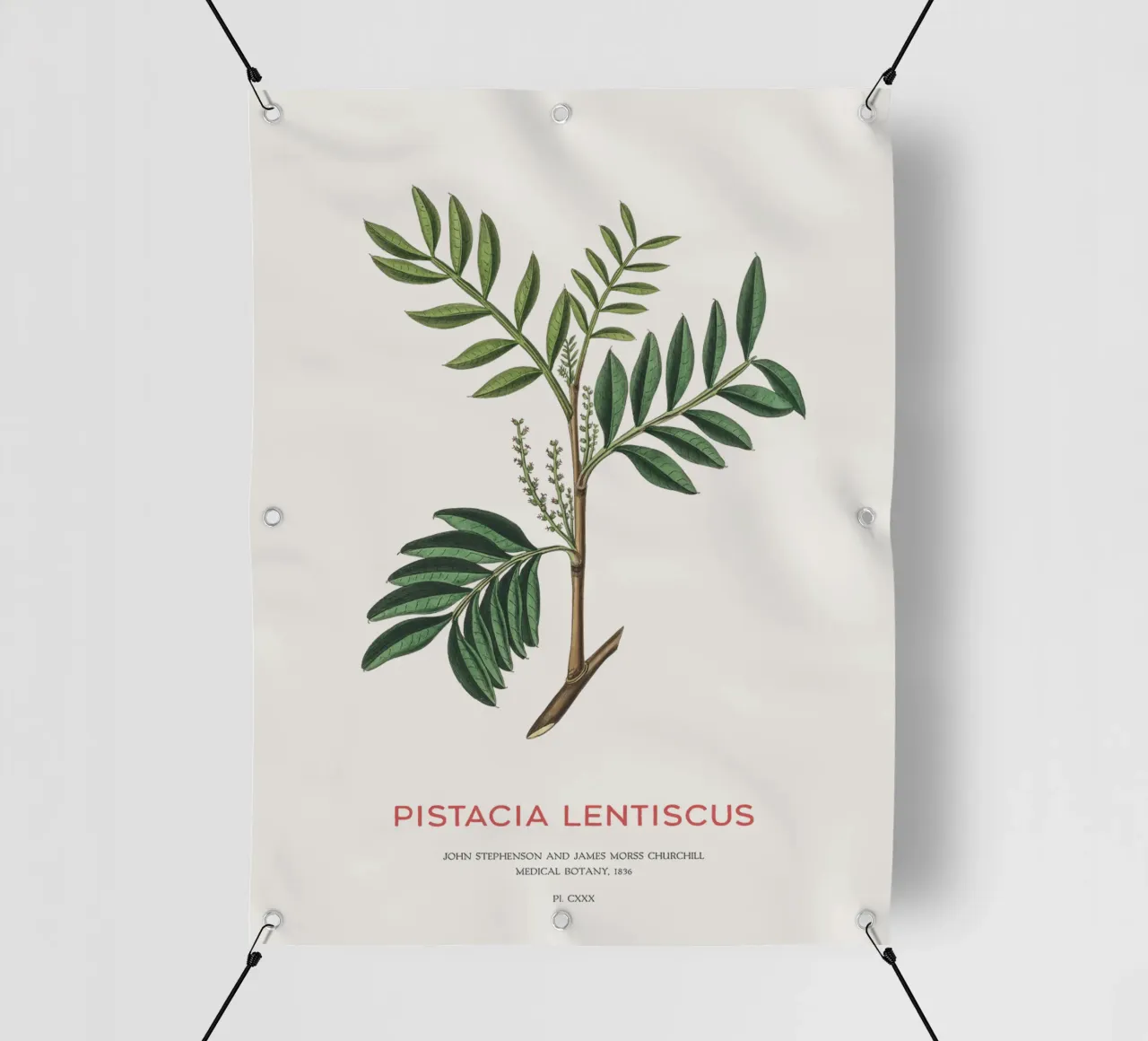 Mastiekstruik of Pistacia Lentiscus pvc-zeil van Vintagrafica