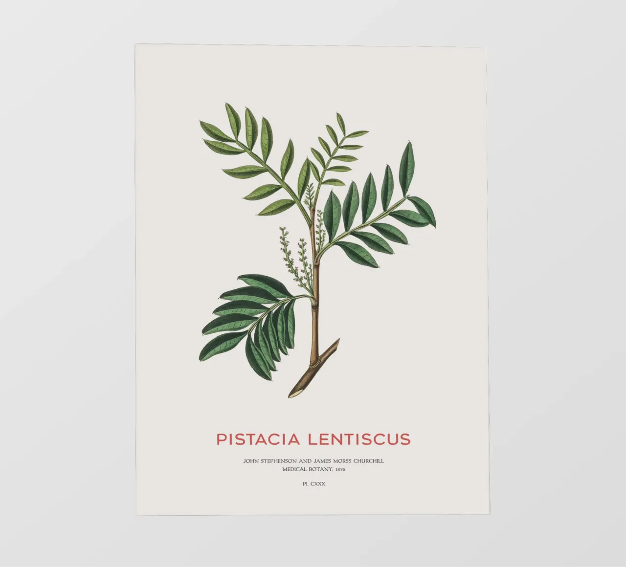 Mastiekstruik of Pistacia Lentiscus pvc-zeil van Vintagrafica