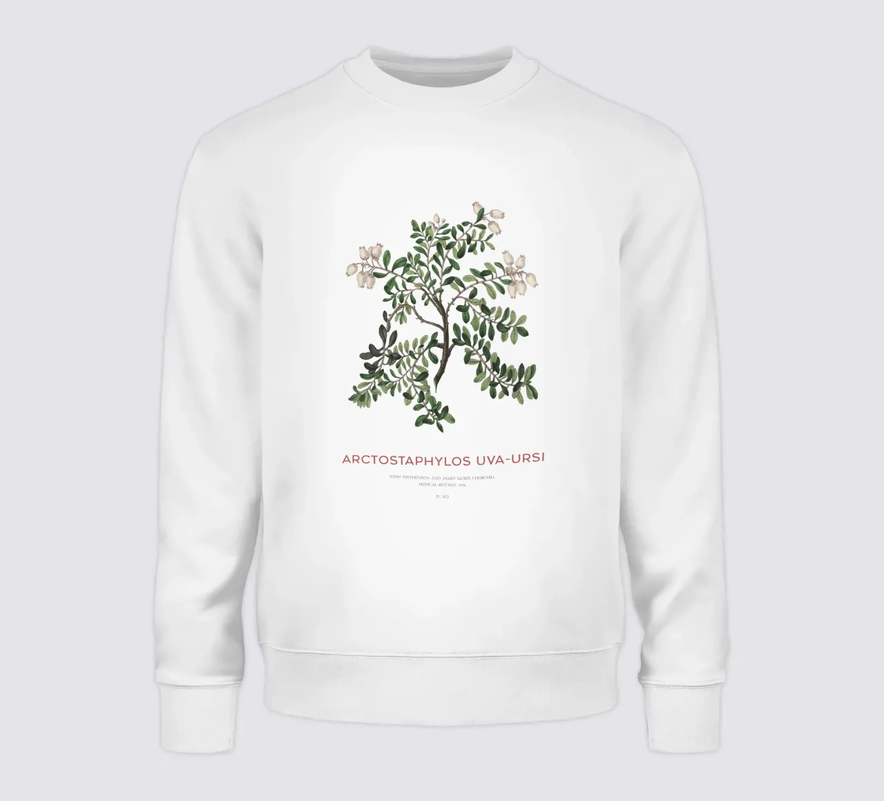 Uva ursina o Arctostaphylos Uva-ursi felpa da Vintagrafica