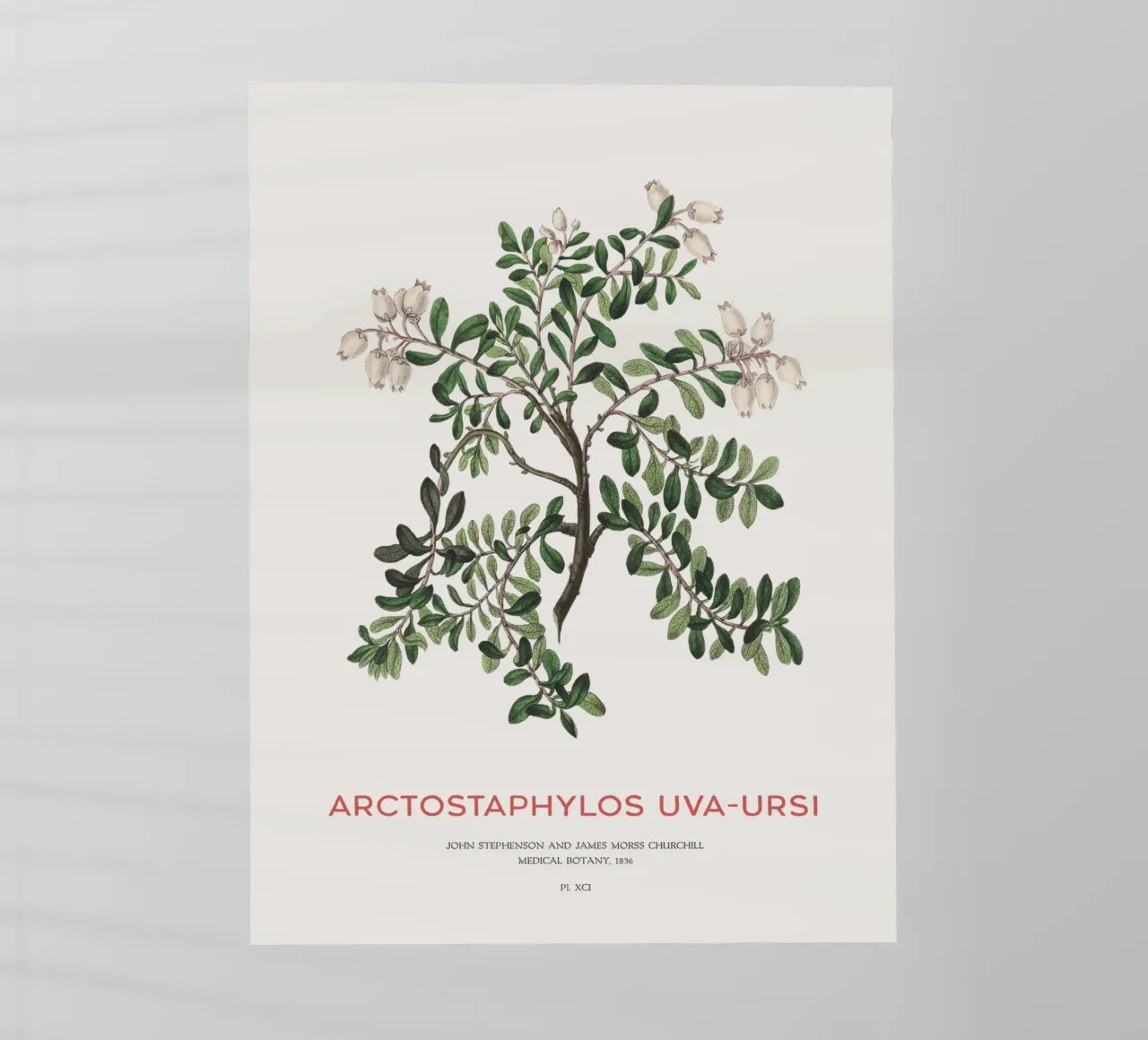 Uva ursina o Arctostaphylos Uva-ursi pellicola backlit da Vintagrafica