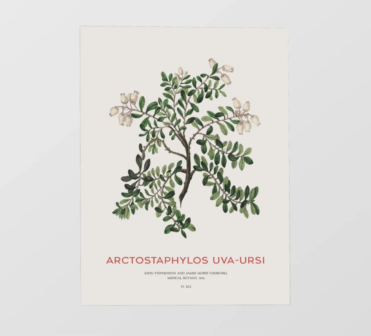 Uva ursina o Arctostaphylos Uva-ursi pellicola backlit da Vintagrafica