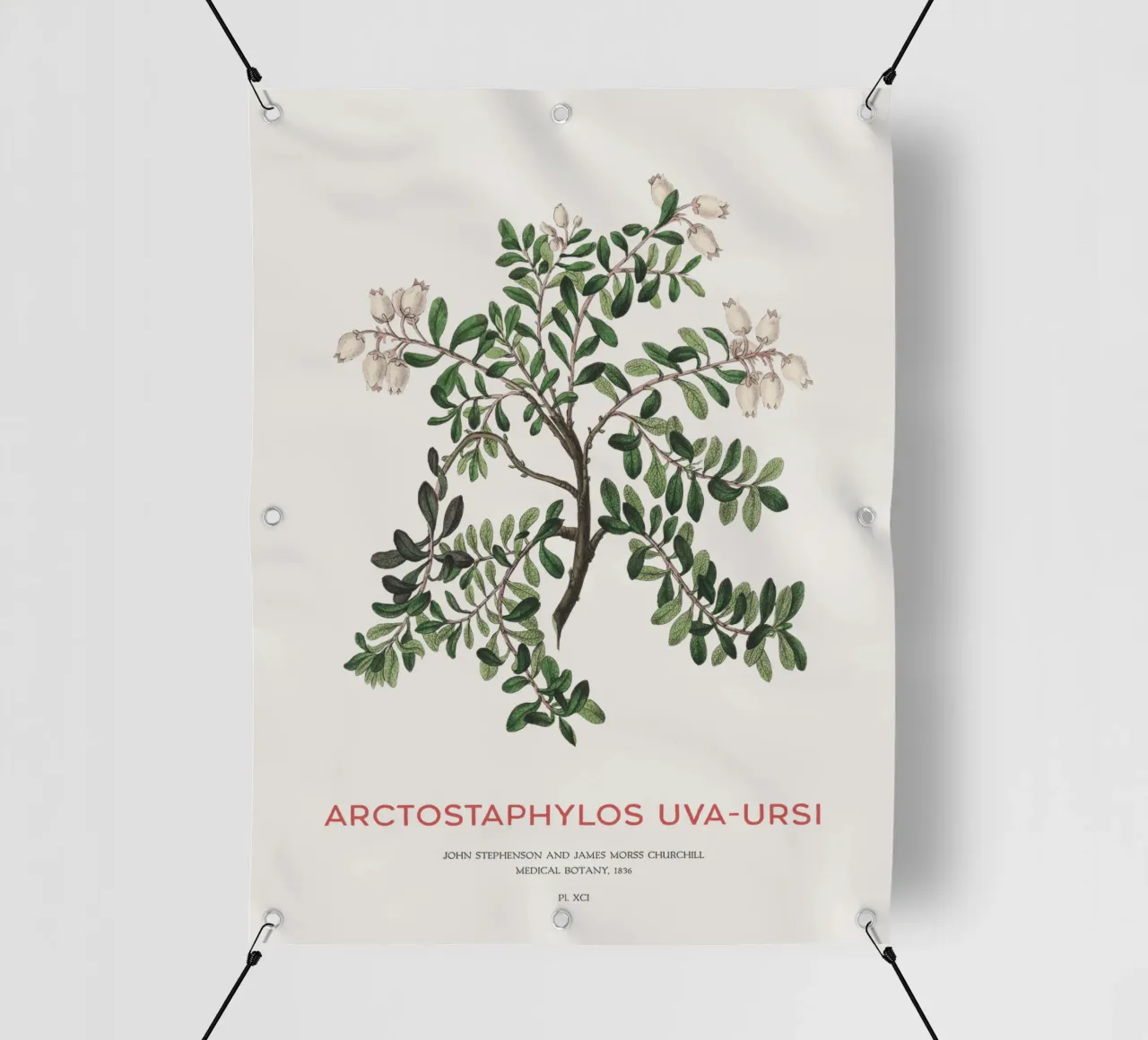 Uva ursina o Arctostaphylos Uva-ursi telo in pvc da Vintagrafica