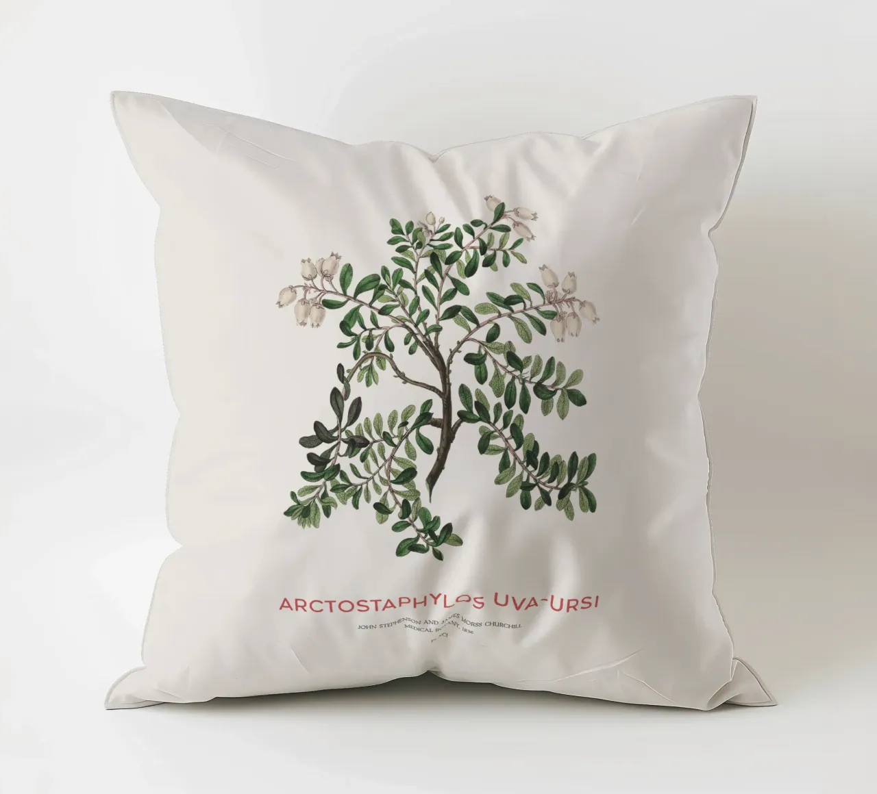 Uva ursina o Arctostaphylos Uva-ursi cuscino da Vintagrafica