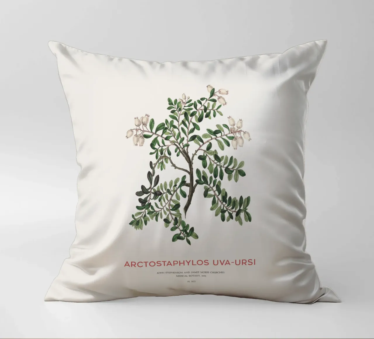 Uva ursina o Arctostaphylos Uva-ursi cuscino da Vintagrafica