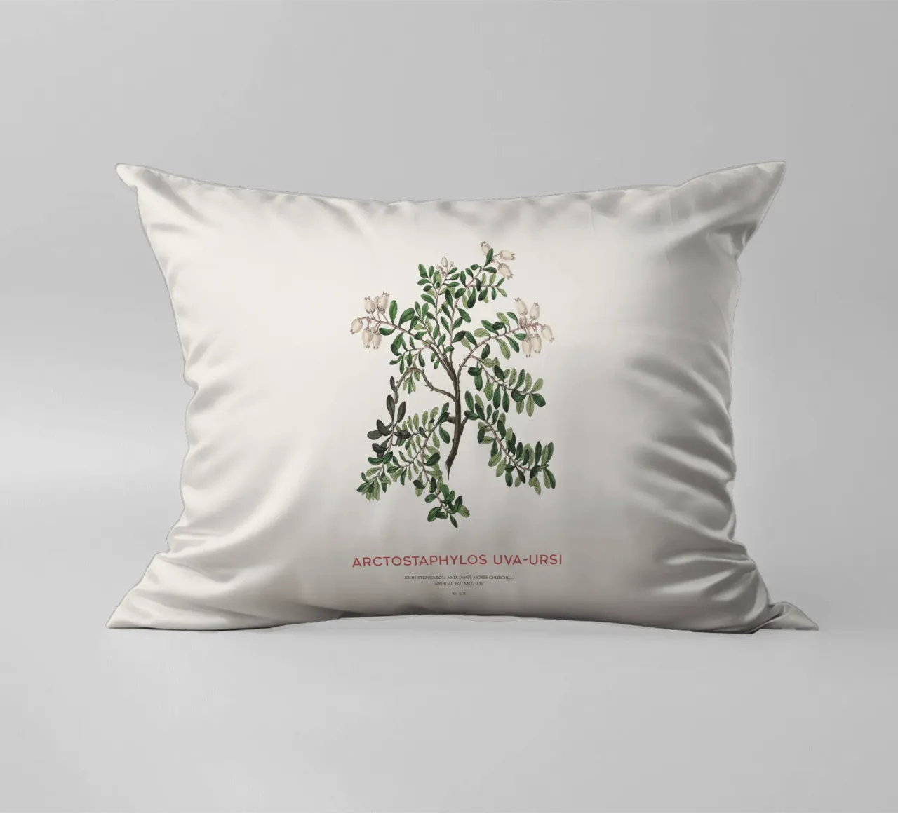 Uva ursina o Arctostaphylos Uva-ursi cuscino da Vintagrafica