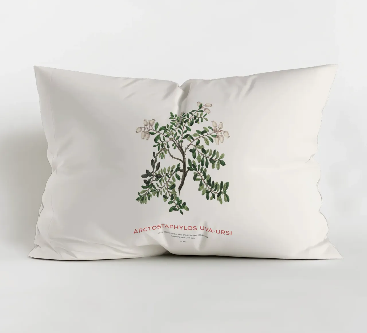 Uva ursina o Arctostaphylos Uva-ursi cuscino da Vintagrafica