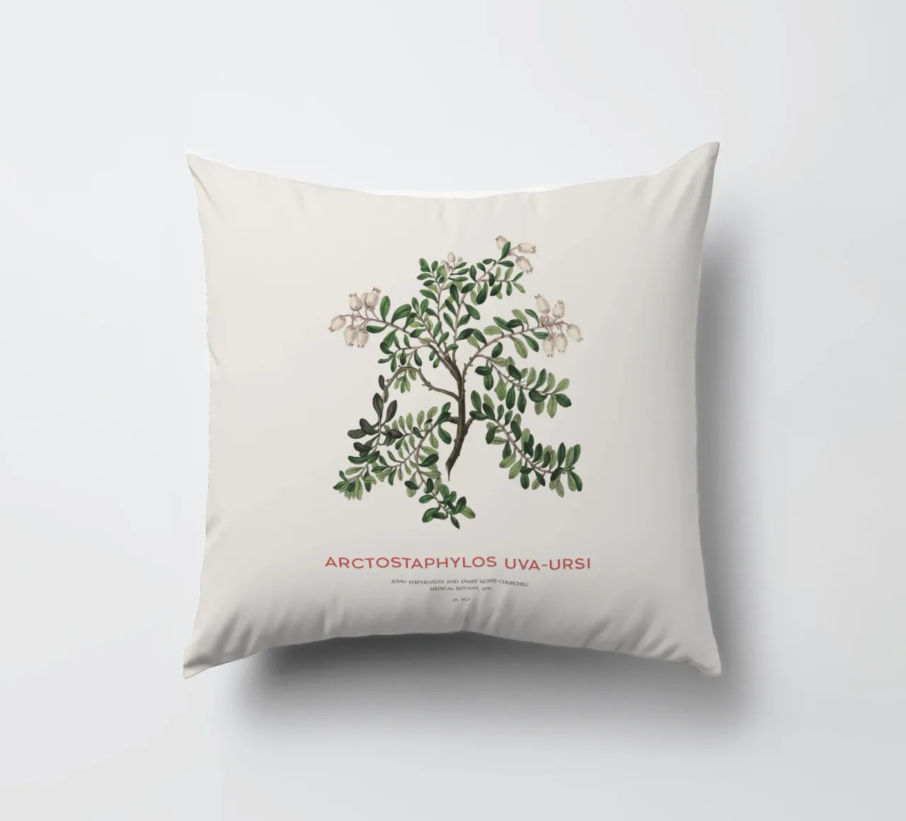 Uva ursina o Arctostaphylos Uva-ursi cuscino da Vintagrafica