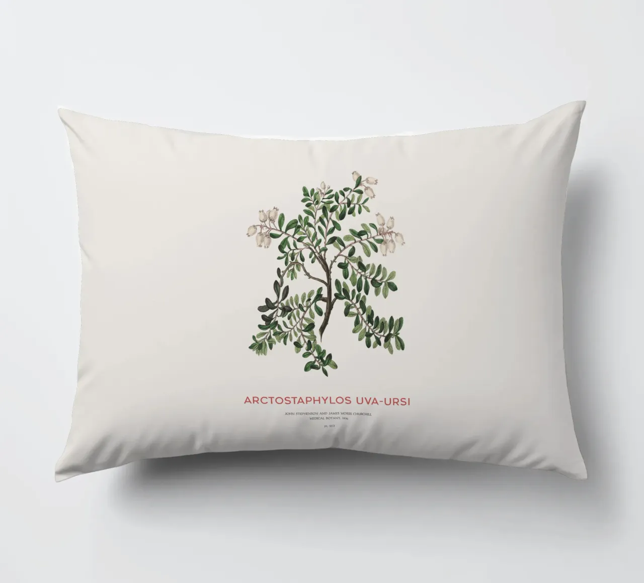 Uva ursina o Arctostaphylos Uva-ursi cuscino da Vintagrafica