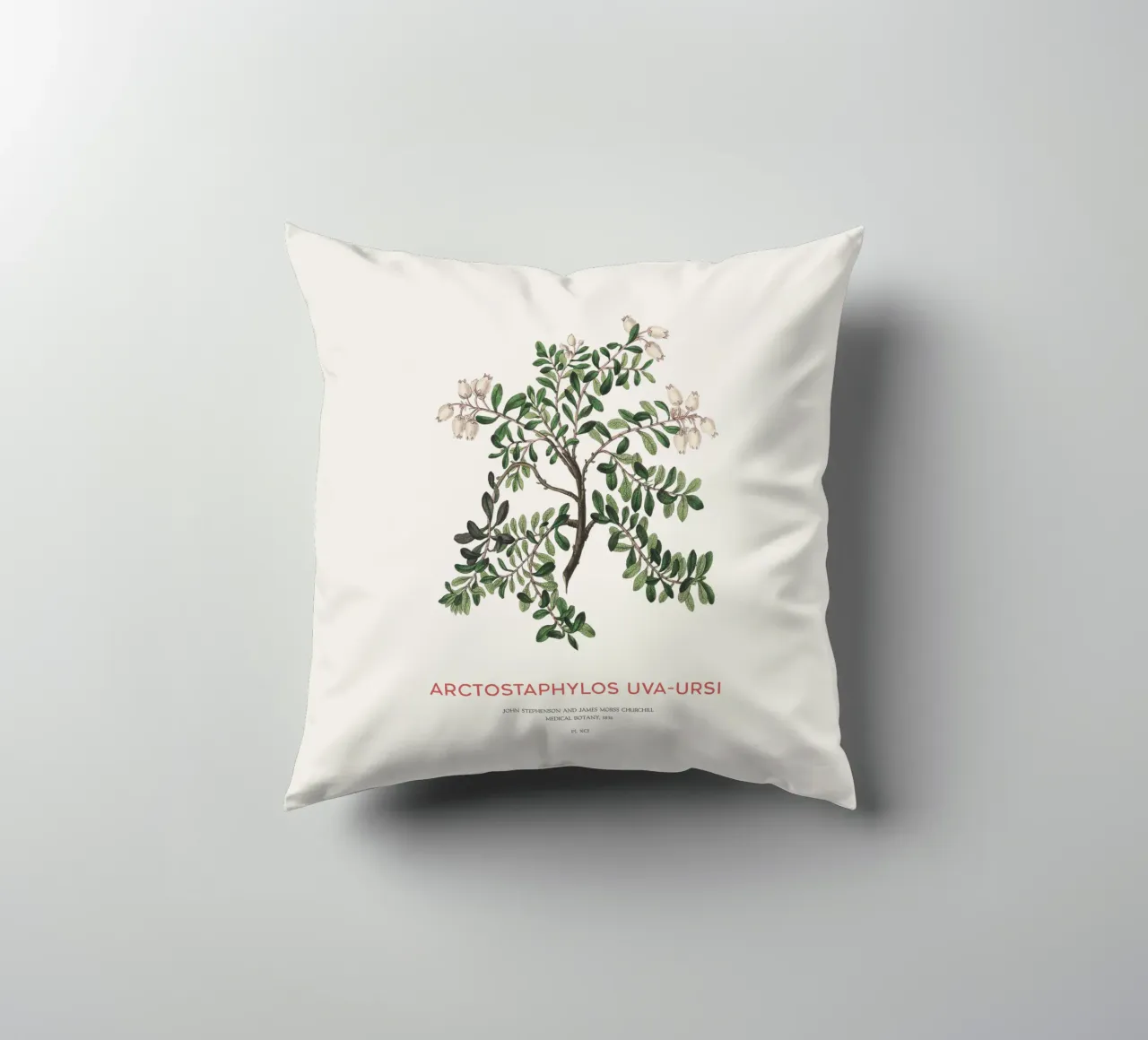 Uva ursina o Arctostaphylos Uva-ursi cuscino da Vintagrafica