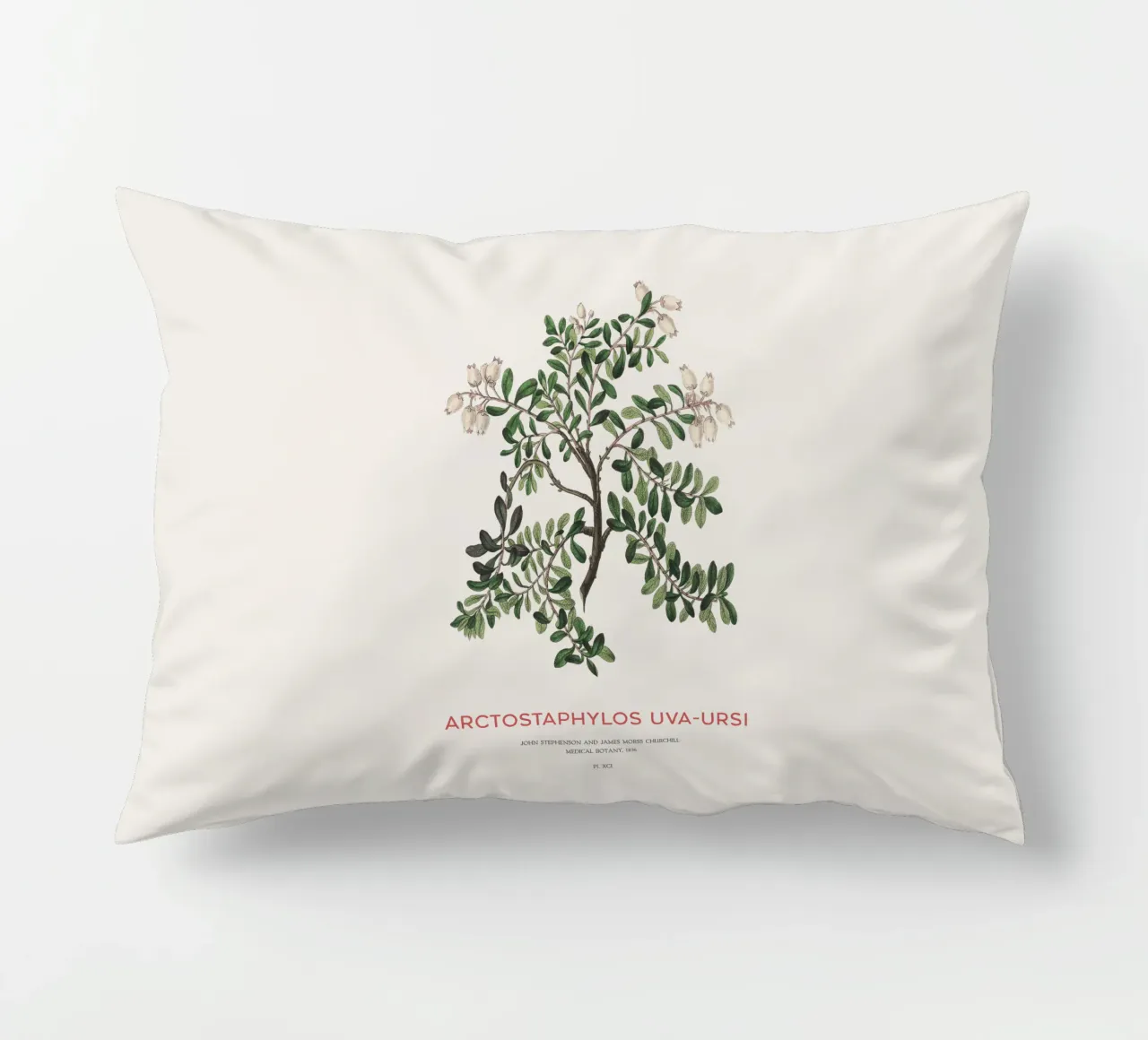 Uva ursina o Arctostaphylos Uva-ursi cuscino da Vintagrafica