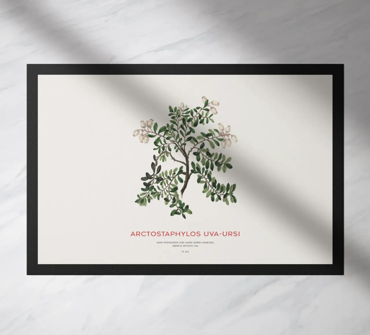 Uva ursina o Arctostaphylos Uva-ursi zerbino da Vintagrafica