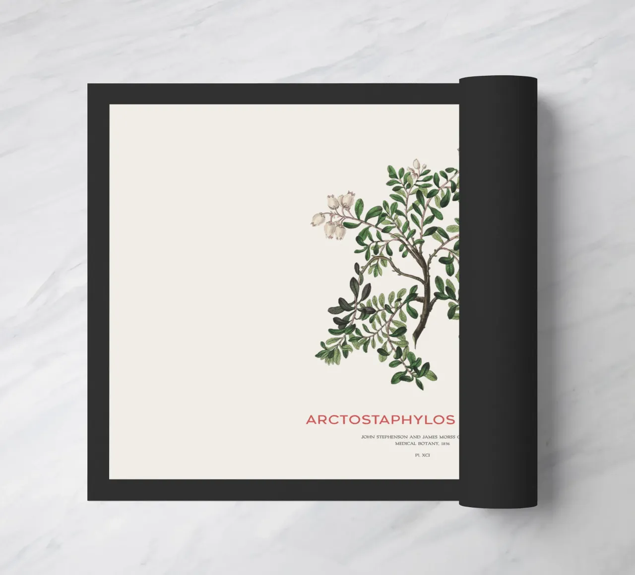 Uva ursina o Arctostaphylos Uva-ursi zerbino da Vintagrafica