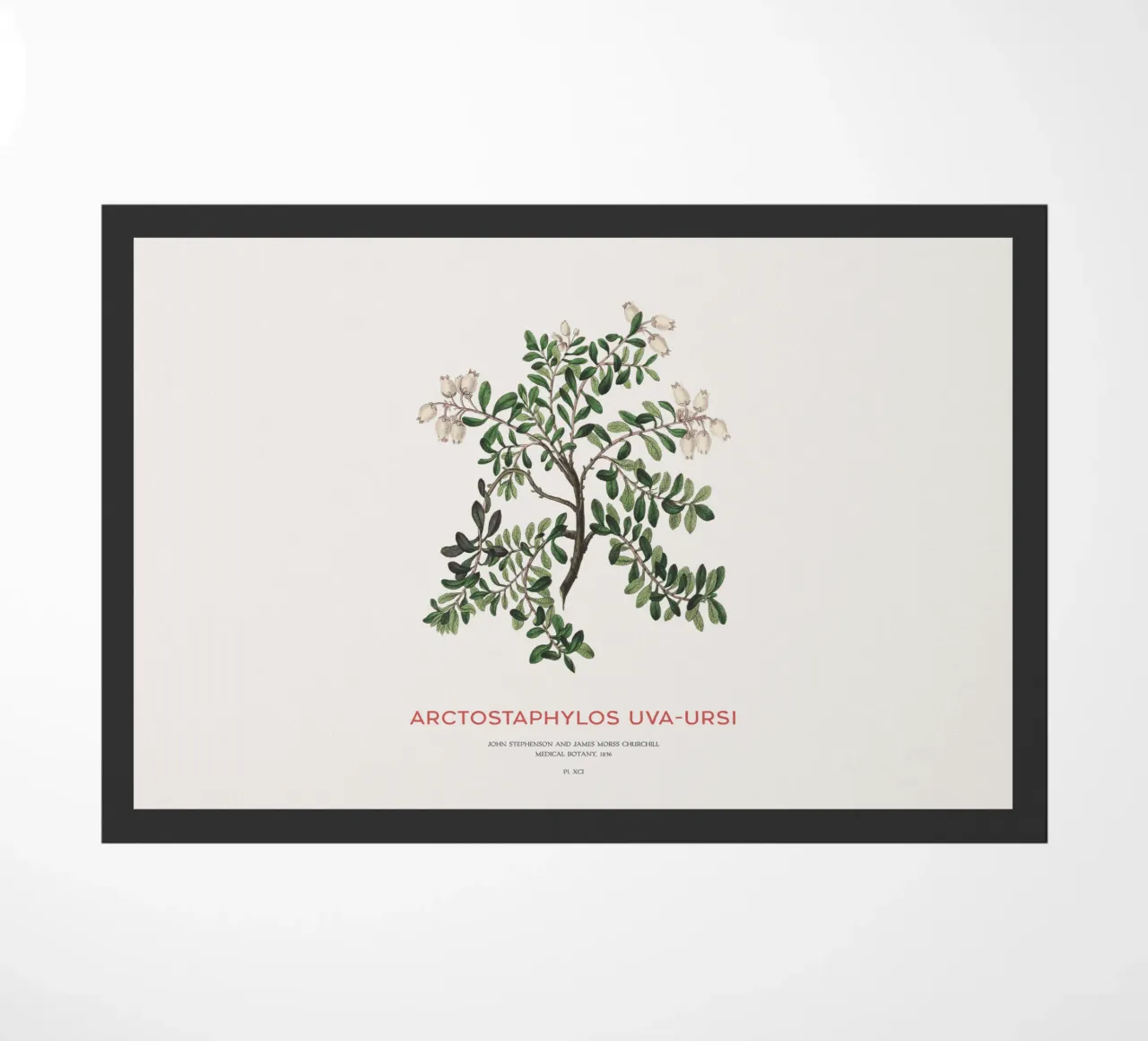 Uva ursina o Arctostaphylos Uva-ursi zerbino da Vintagrafica