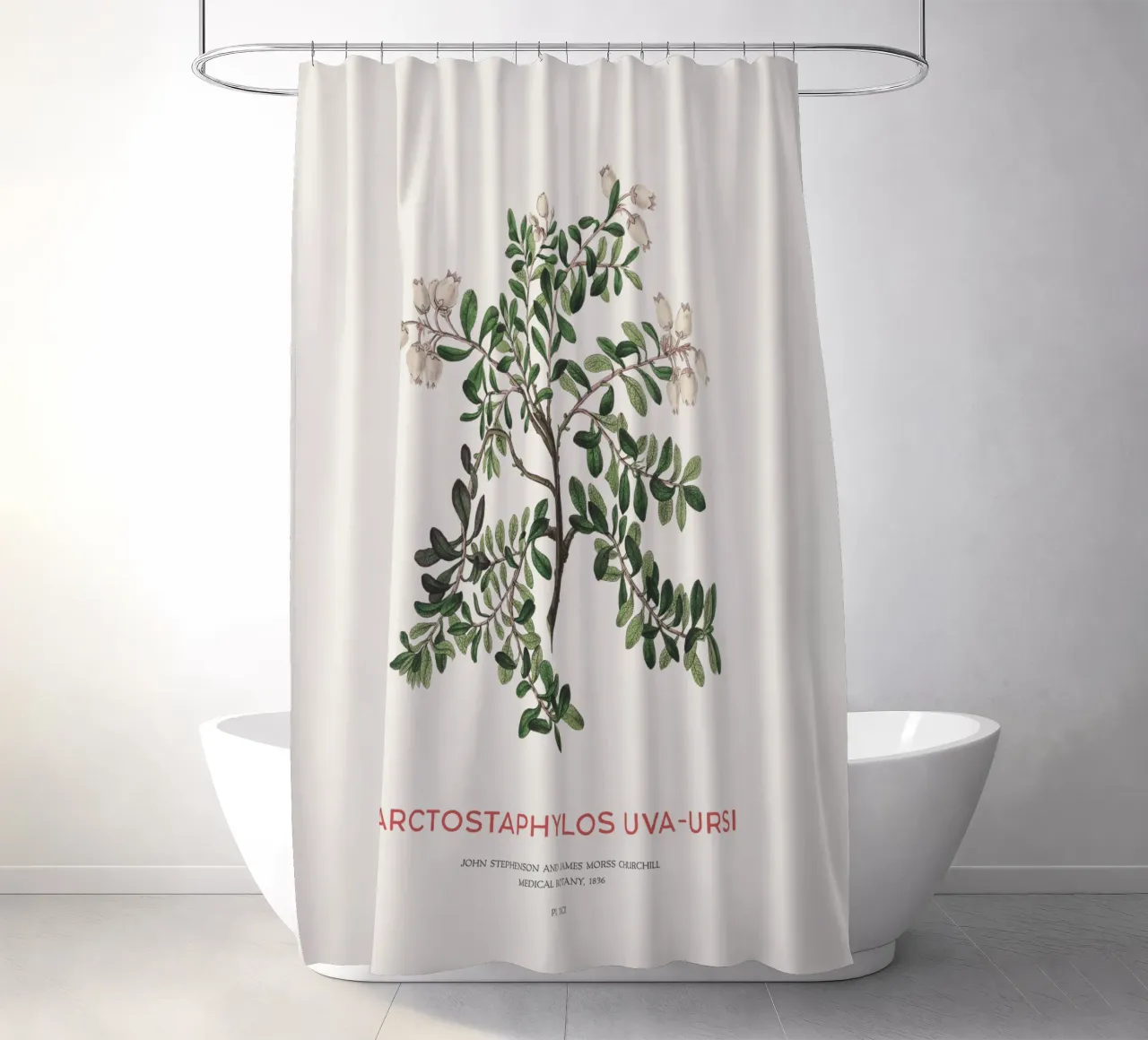 Uva ursina o Arctostaphylos Uva-ursi tenda da doccia da Vintagrafica