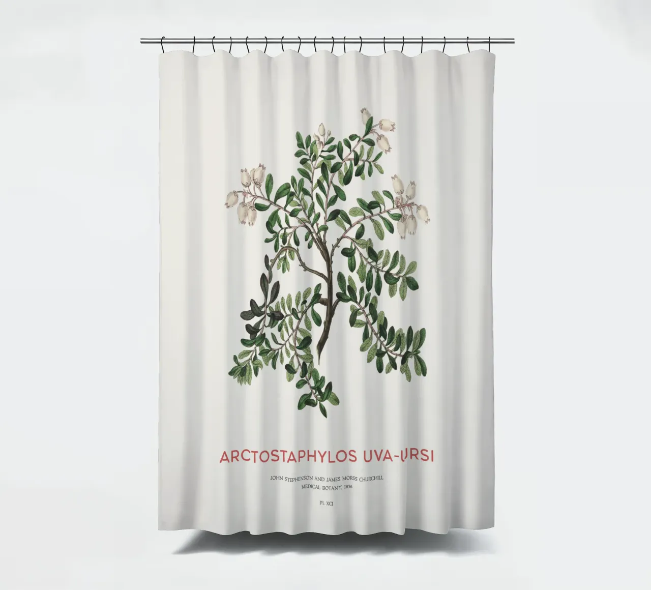 Bärentraube oder Arctostaphylos Uva-ursi Duschvorhang von Vintagrafica