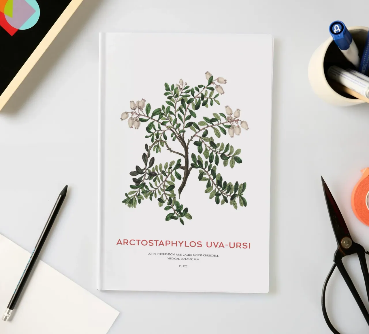 Uva ursina o Arctostaphylos Uva-ursi diario da Vintagrafica