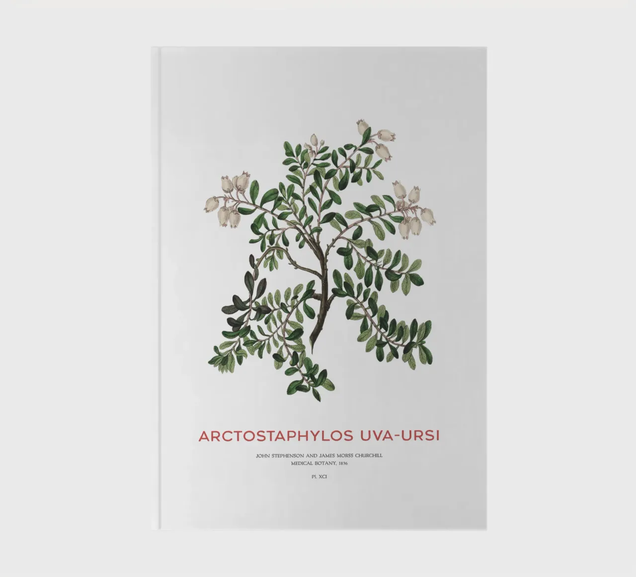 Uva ursina o Arctostaphylos Uva-ursi diario da Vintagrafica