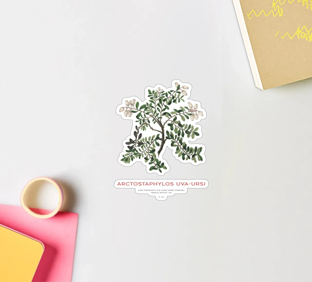 Uva ursina o Arctostaphylos Uva-ursi adesivo da Vintagrafica