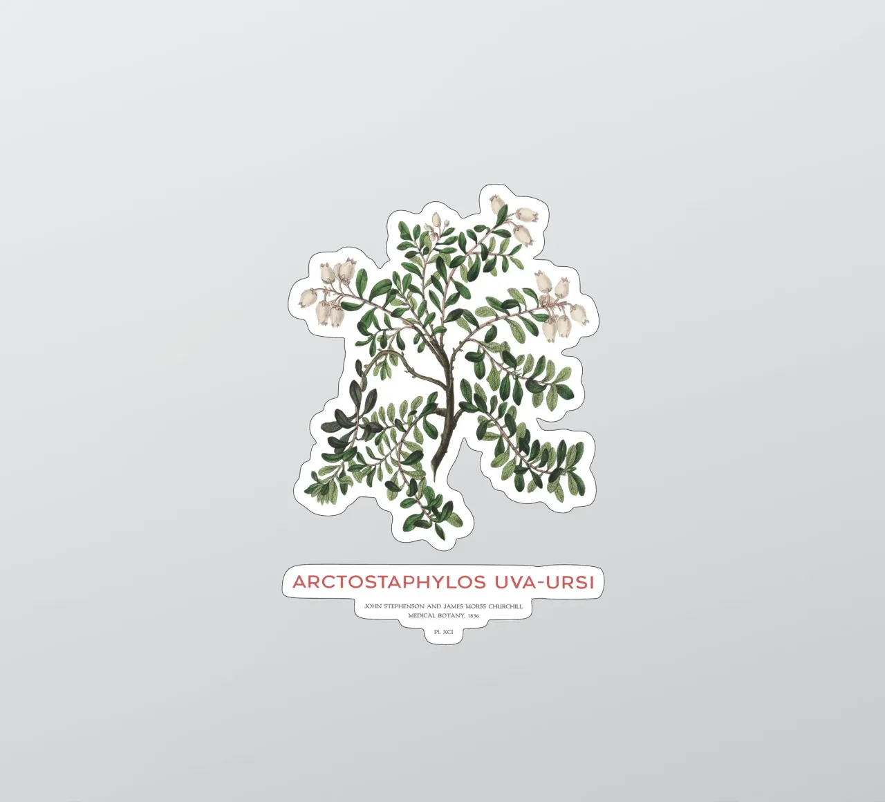 Uva ursina o Arctostaphylos Uva-ursi adesivo da Vintagrafica