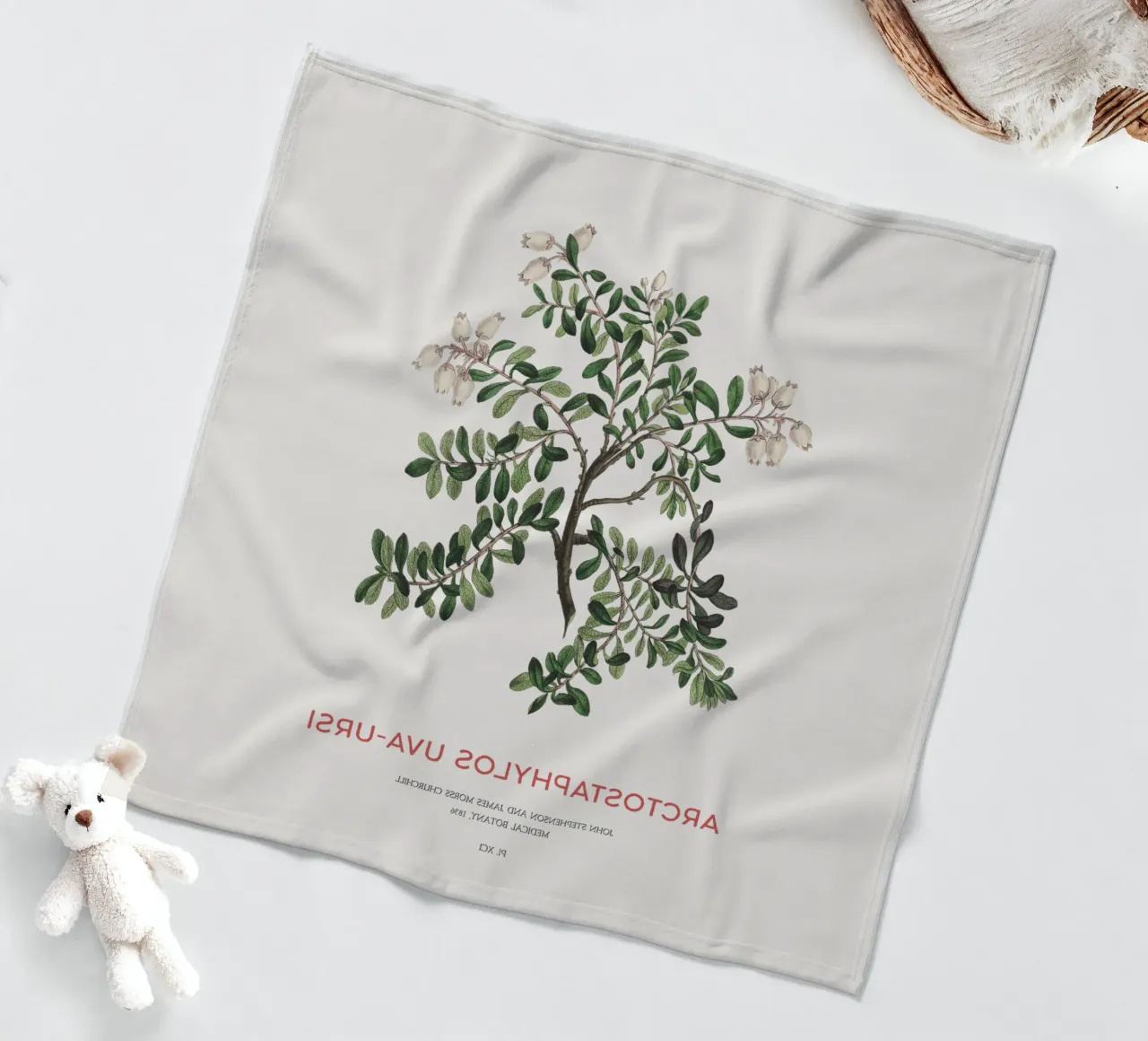 Uva ursina o Arctostaphylos Uva-ursi coperta in pile da Vintagrafica