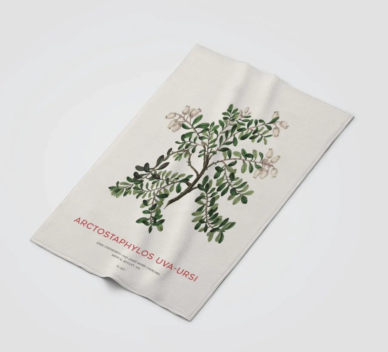 Uva ursina o Arctostaphylos Uva-ursi coperta in pile da Vintagrafica