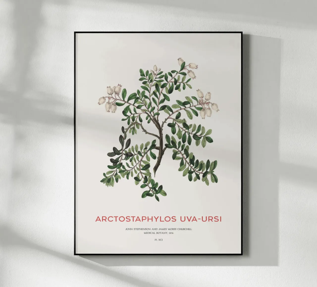 Uva ursina o Arctostaphylos Uva-ursi plexiglass da Vintagrafica