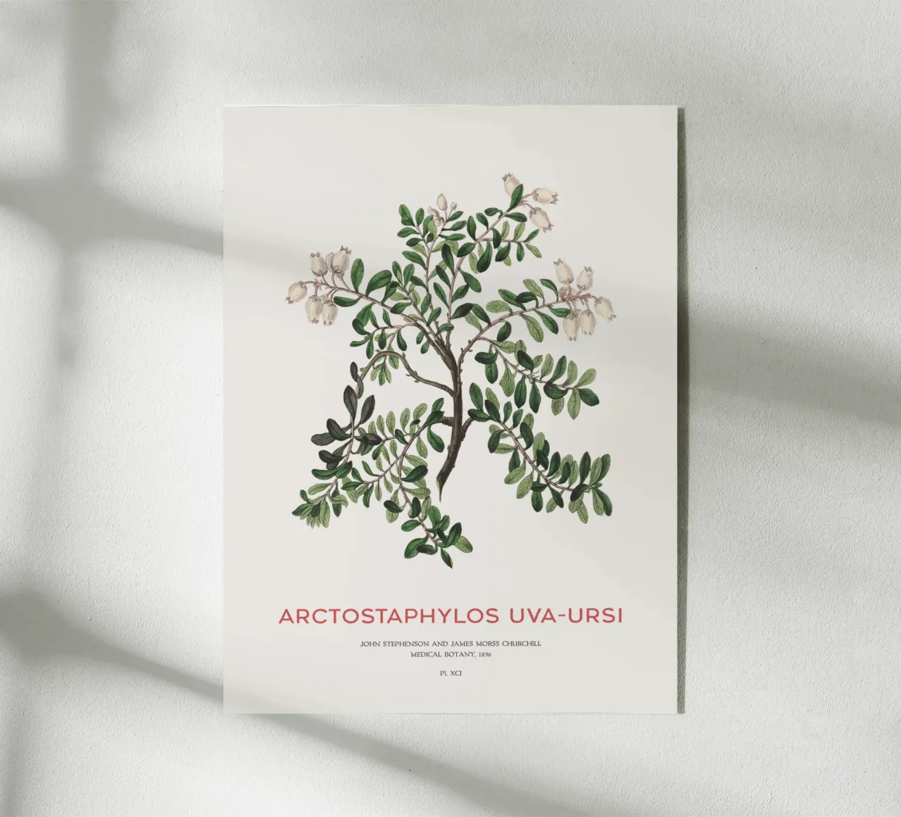 Uva ursina o Arctostaphylos Uva-ursi plexiglass da Vintagrafica