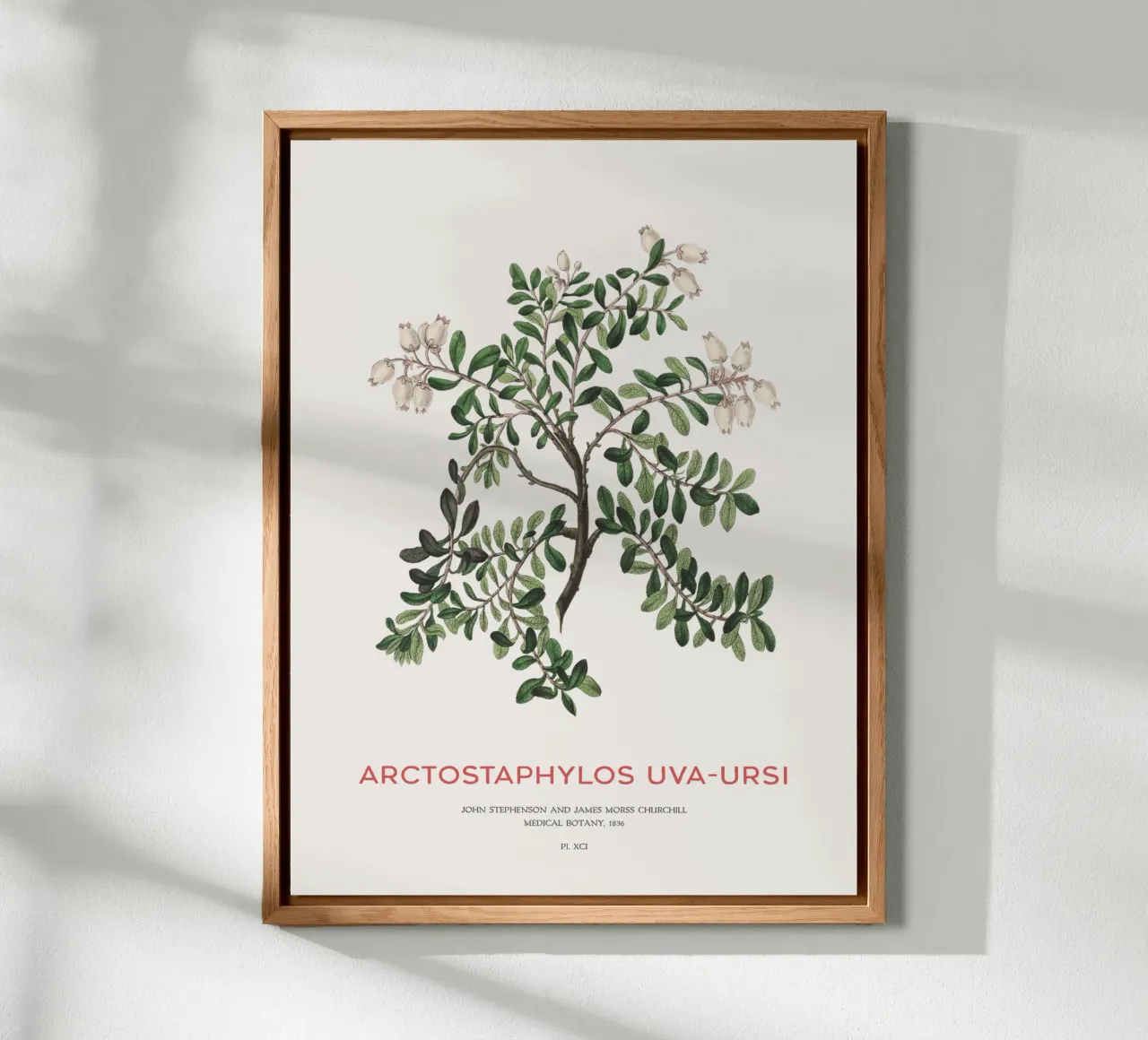 Uva ursina o Arctostaphylos Uva-ursi alluminio dibond da Vintagrafica